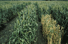 5072374484_f38486434c_m