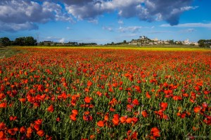 13921535969_dccf724a92_k