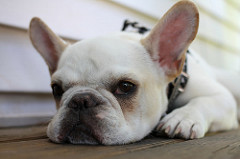 14414514303_7f2ed6880f_m