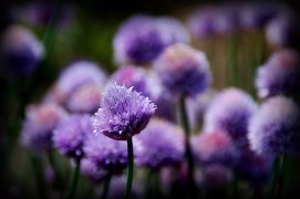 9280354819_d46d7cefe2_o